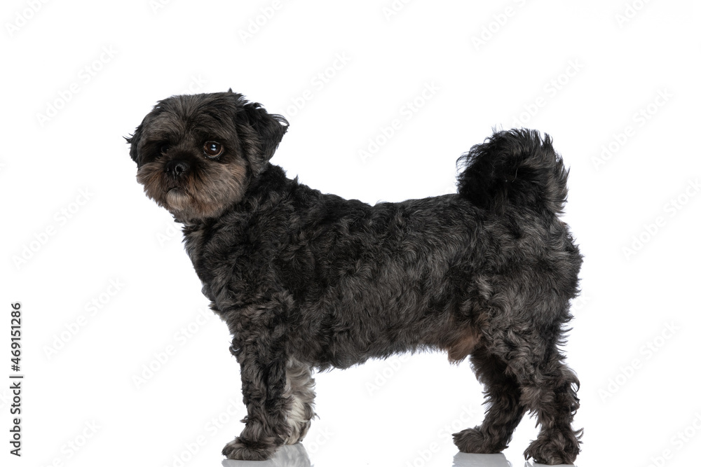 sweet metis dog standing against white background sweet metis dog standing against white background