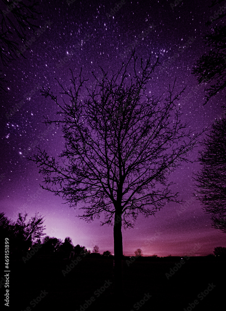 tree in the night tree in the night