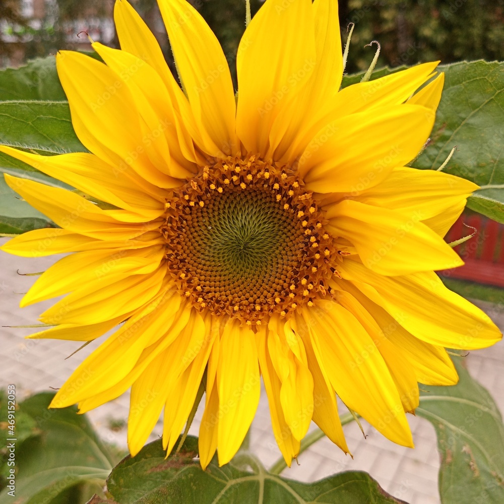 Large yellow petals of a blooming sunflower bud. Large yellow petals of a blooming sunflower bud.