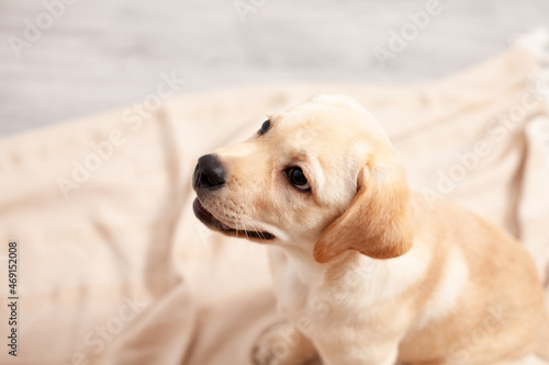 Cute Labrador puppy sits on the floor under the blanket of the house. Pet. Dog. © Анна Брусницына
