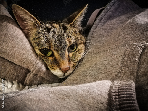Resting cat in the jumper © Aurelie