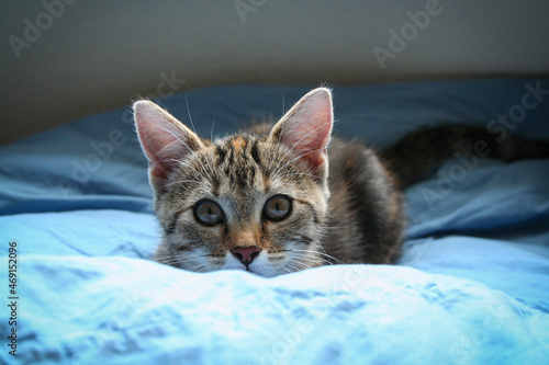 Young cat on bed sheet