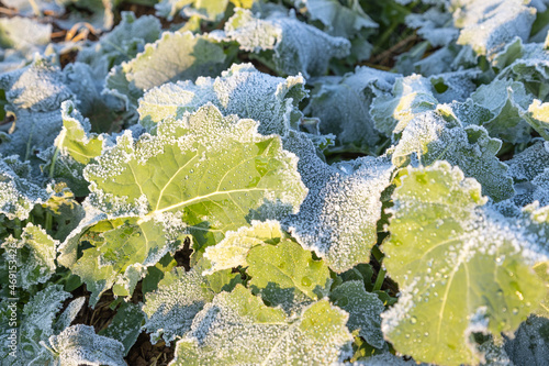 Fototapeta Close-up of frost leaves of green autumn winter rape plants