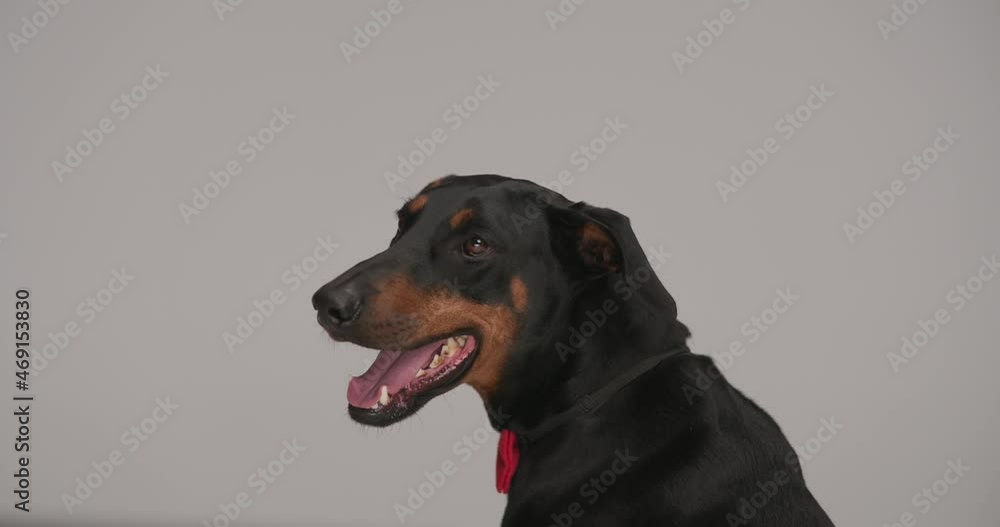 side view of adorable Dobermann dog wearing red bowtie around neck, looking up and down, sticking out tongue and panting in front of grey background side view of adorable Dobermann dog wearing red bowtie around neck, looking up and down, sticking out tongue and panting in front of grey background