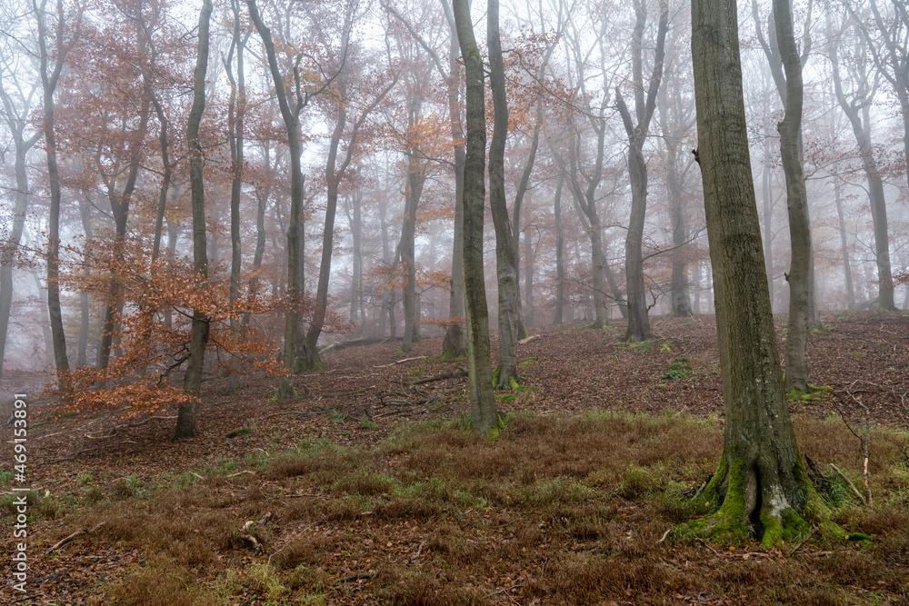 Fototapeta premium Buchenwald im herbstlichen Nebel