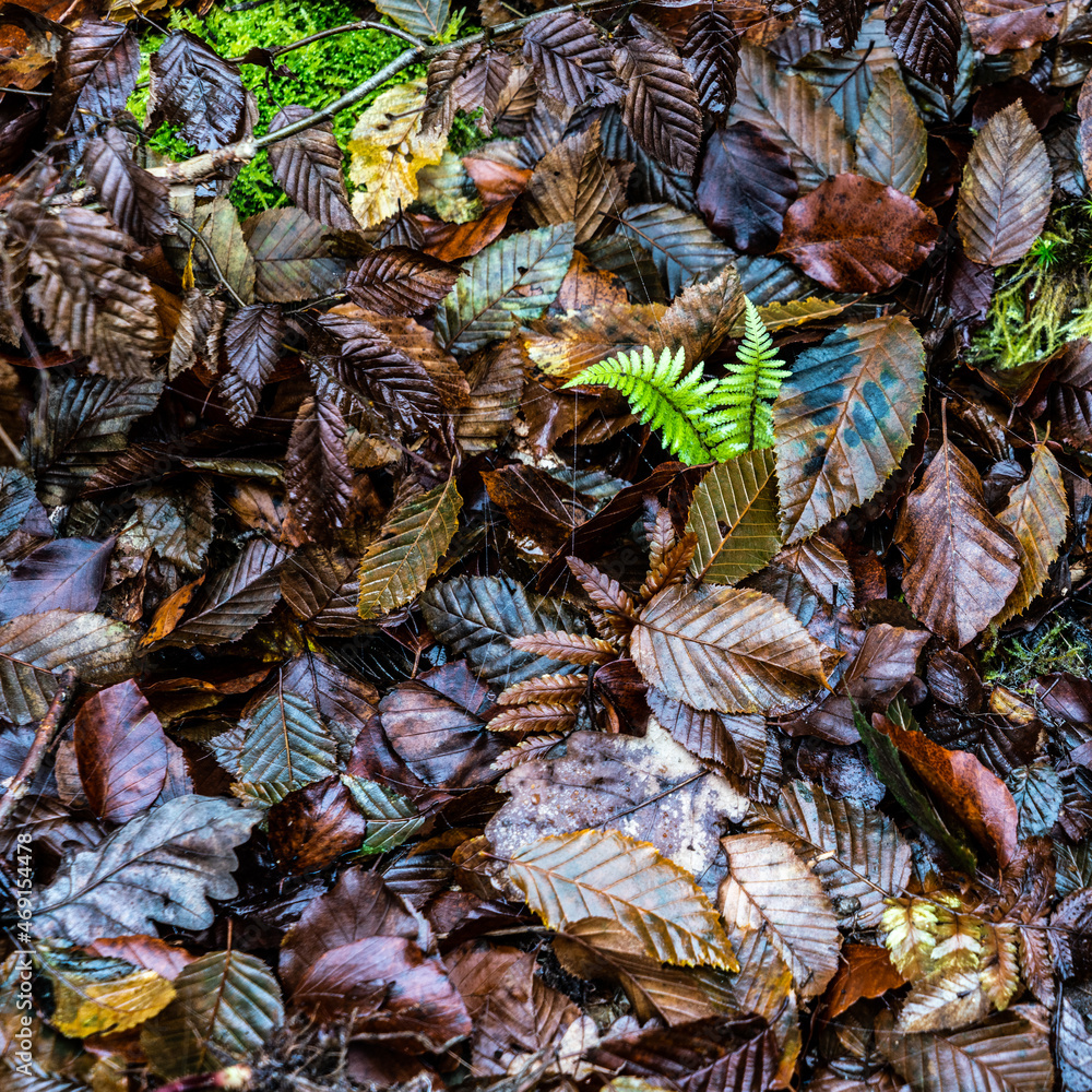 Nasse Blätter und Farn im Herbst Nasse Blätter und Farn im Herbst