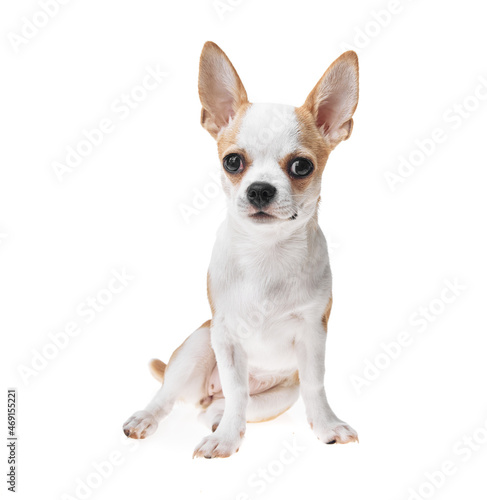 Beautiful and cute white and brown mexican chihuahua dog over isolated background. Studio shoot of purebreed miniature chihuahua puppy.