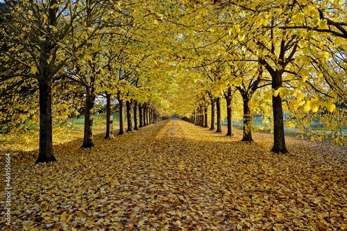 autumn in yellow