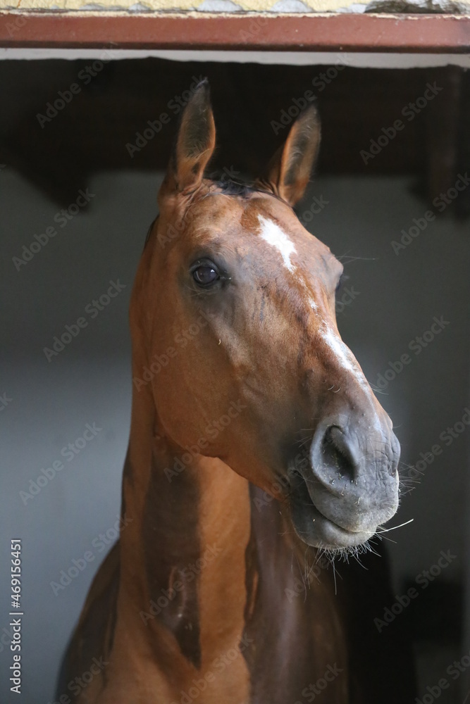 Obraz premium Racehorse behind brown wooden fence at rural animal farm