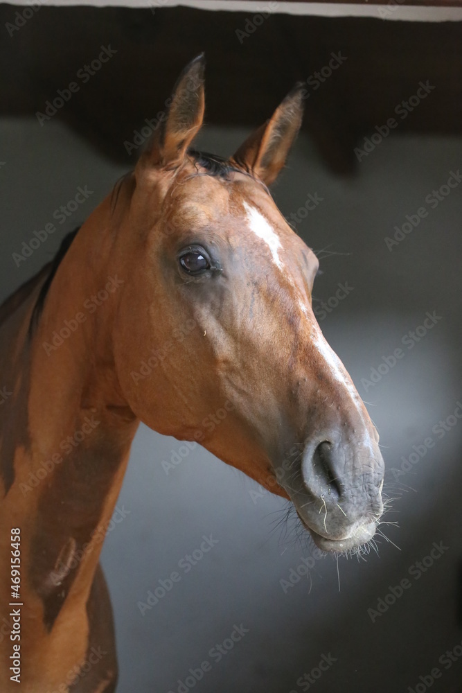 Obraz premium Racehorse behind brown wooden fence at rural animal farm
