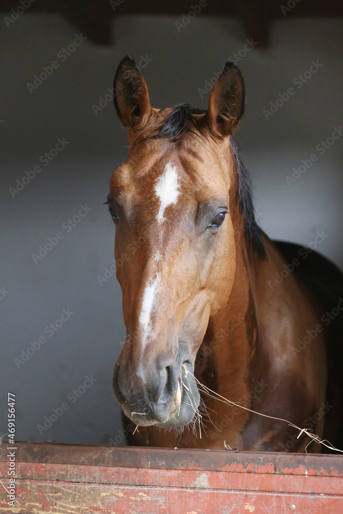 Naklejka premium Racehorse behind brown wooden fence at rural animal farm