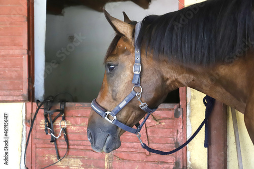 Fototapeta Naklejka Na Ścianę i Meble -  Racehorse behind brown wooden fence at rural animal farm
