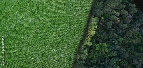 Maisfeld mit angrenzendem Wald - Landwirtschaft - Forstwirtschaft - Luftaufnahme. photo