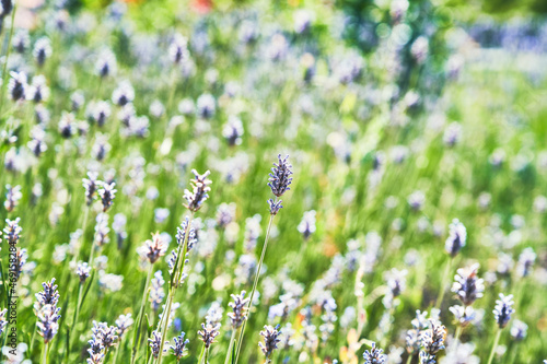 Beautiful lavender plant closeup image