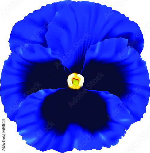Violet Wittrock ultramarine.Víola wittrockiána .Pansies.Realistic isolated flower.