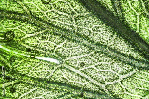 Green celery leaf macro under the microscope with a magnification of 40 times