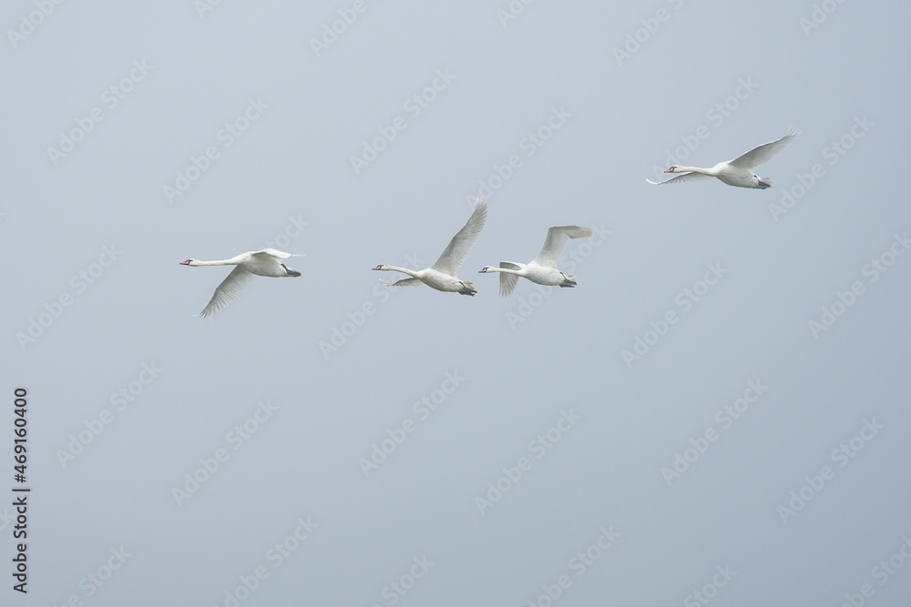 Four swans are flying in sky