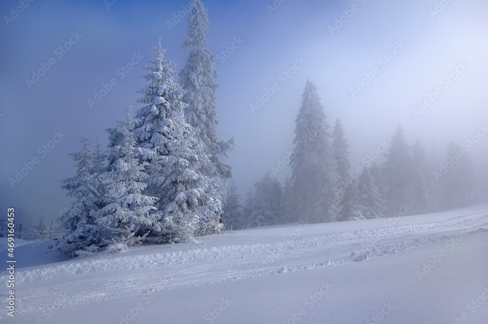 Fototapeta Zimowe drzewa , mglisty krajobraz