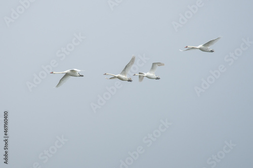 Four swans are flying in sky