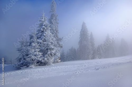 Zimowe drzewa , mglisty krajobraz