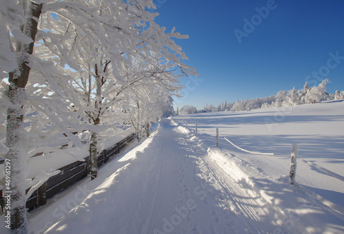 Zimowe drzewa, krajobraz  © Iwona