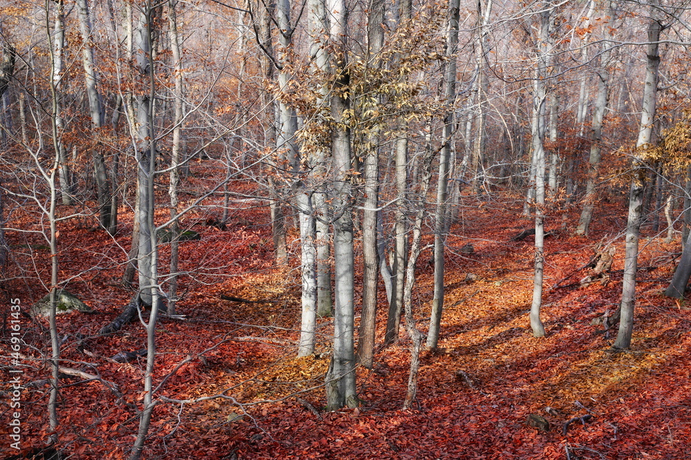 Beech woods in autumn with colorful leaves background Beech woods in autumn with colorful leaves background