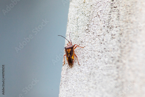 A small stinking insect with a mustache on a gray wall photo