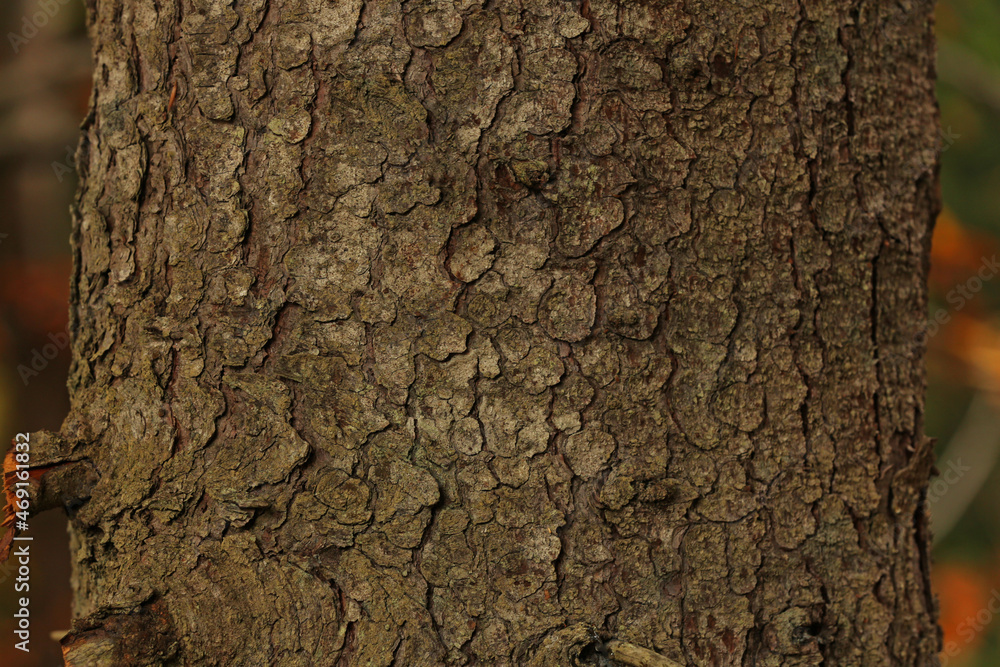 Texture of bark on tree trunk outdoors, closeup Texture of bark on tree trunk outdoors, closeup