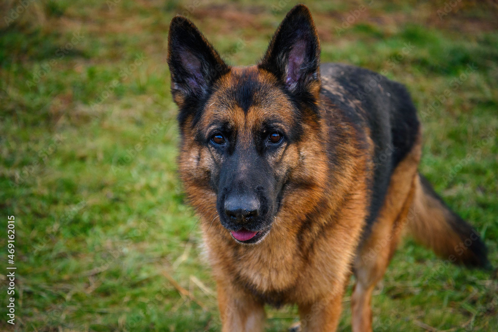 standing german shepherd dog staring straight into the camera very serious with his mouth ajar his tongue is seen attentive with his ears pricked