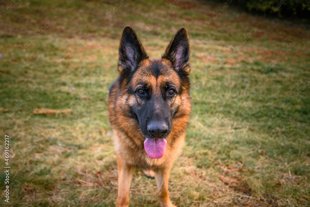 German Shepherd Dog standing in the grass, looking directly at the camera, the photographer, relaxed, watching, with its mouth ajar, its tongue sticking out and its ears pricked. German Shepherd Dog standing in the grass, looking directly at the camera, the photographer, relaxed, watching, with its mouth ajar, its tongue sticking out and its ears pricked.