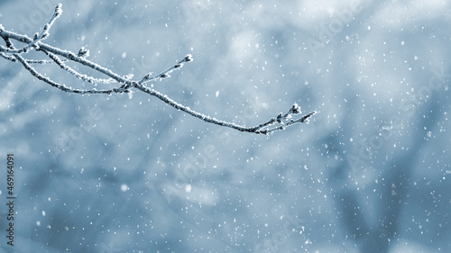 Frost covered tree branch in the forest on a blurred background during a snowfall © Volodymyr
