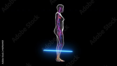 Human anatomy x-ray. Skeletal System, Cardiovascular System, Nervous System and internal female organs. Anatomy 3d animation on black background photo