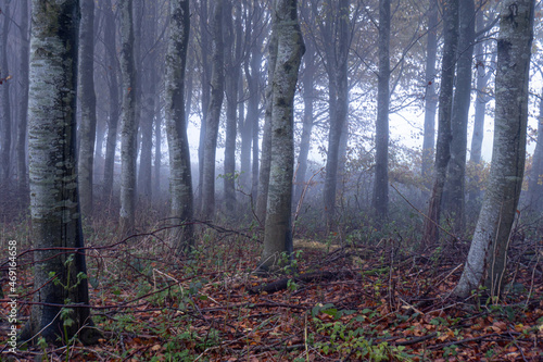 An atmospheric woodland of trees in a forest on a spooky, foggy autumn day