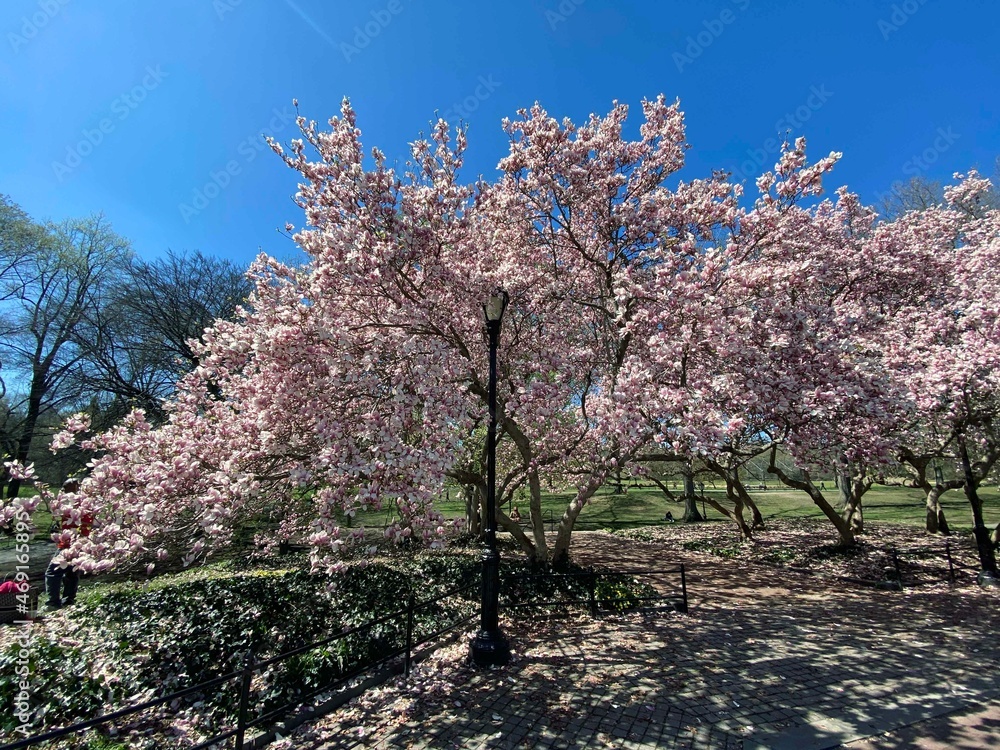 Magnolia blossoms