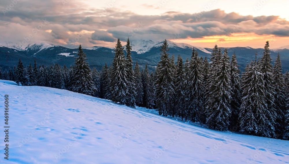 amazing winter scene, frozen trees on background of mountain, wintry nature scenery, Carpathian mountains, Europe