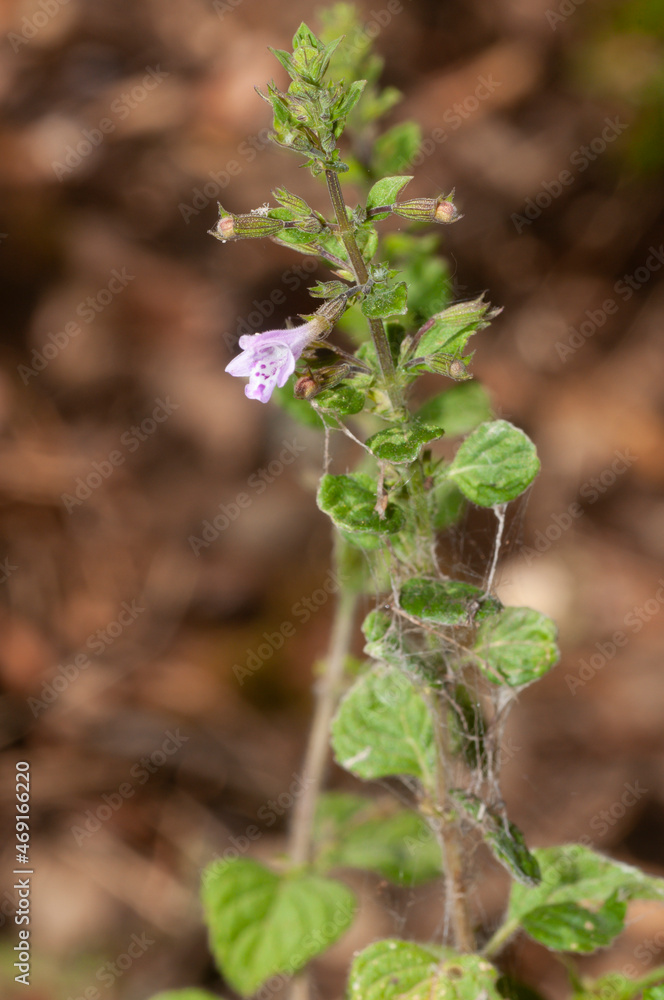 Lesser calamint, Clinopodium nepeta or Calamintha nepeta flower.