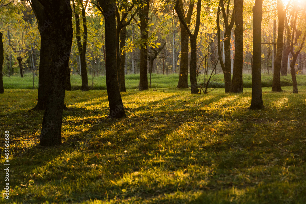 Fototapeta premium ombre autunnali