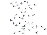 Flying swallow birds silhouettes vector illustration. Migratory martlets school isolated on white.