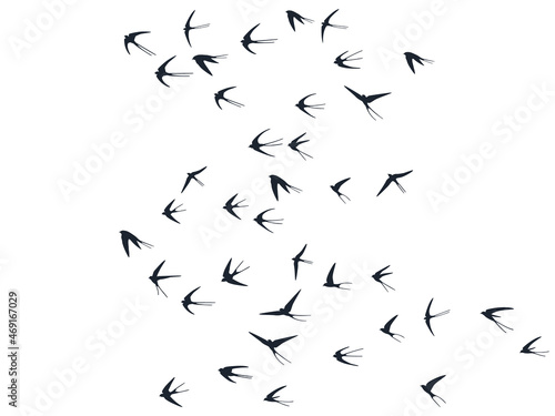Flying swallow birds silhouettes vector illustration. Migratory martlets school isolated on white. © SunwArt