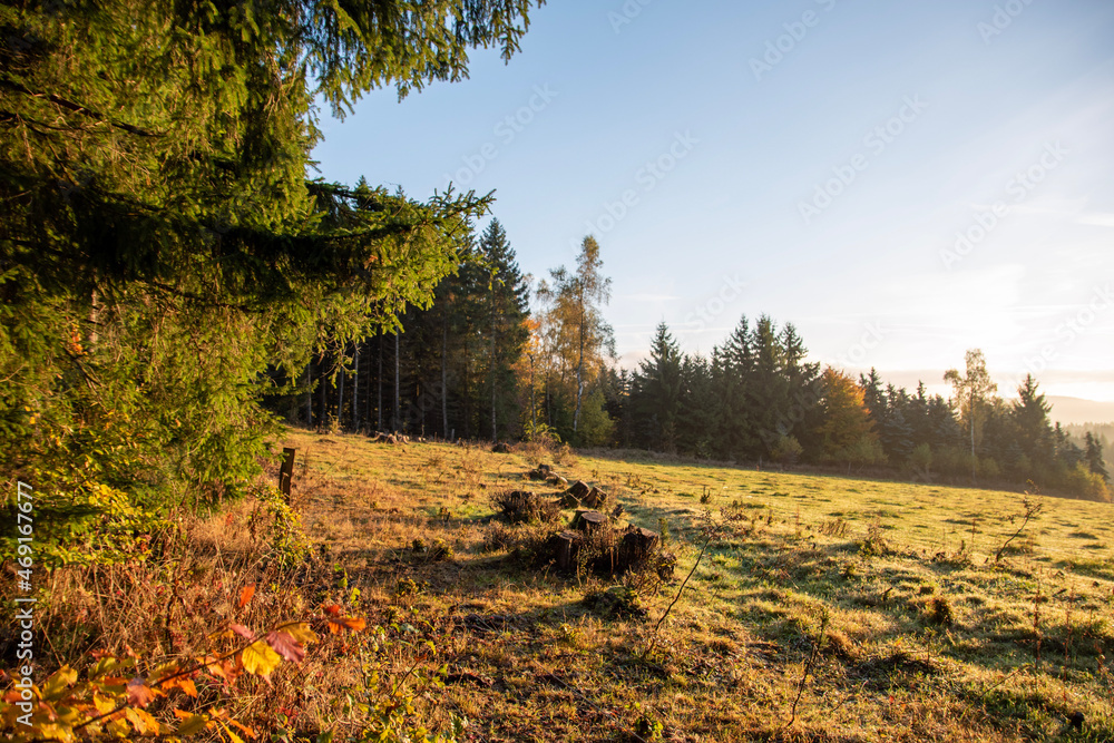 Fototapeta premium autumn in the forest