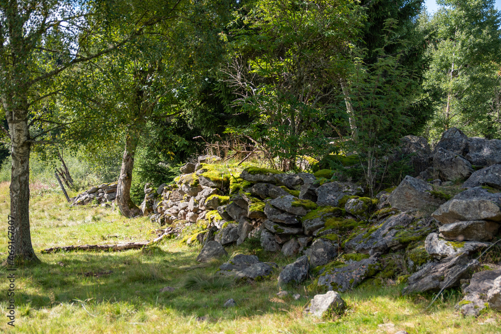 Wall in the forest Wall in the forest