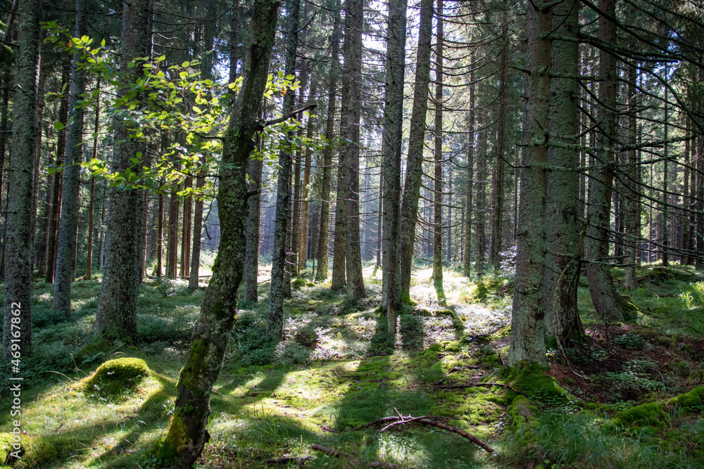 Obraz premium footpath in the forest