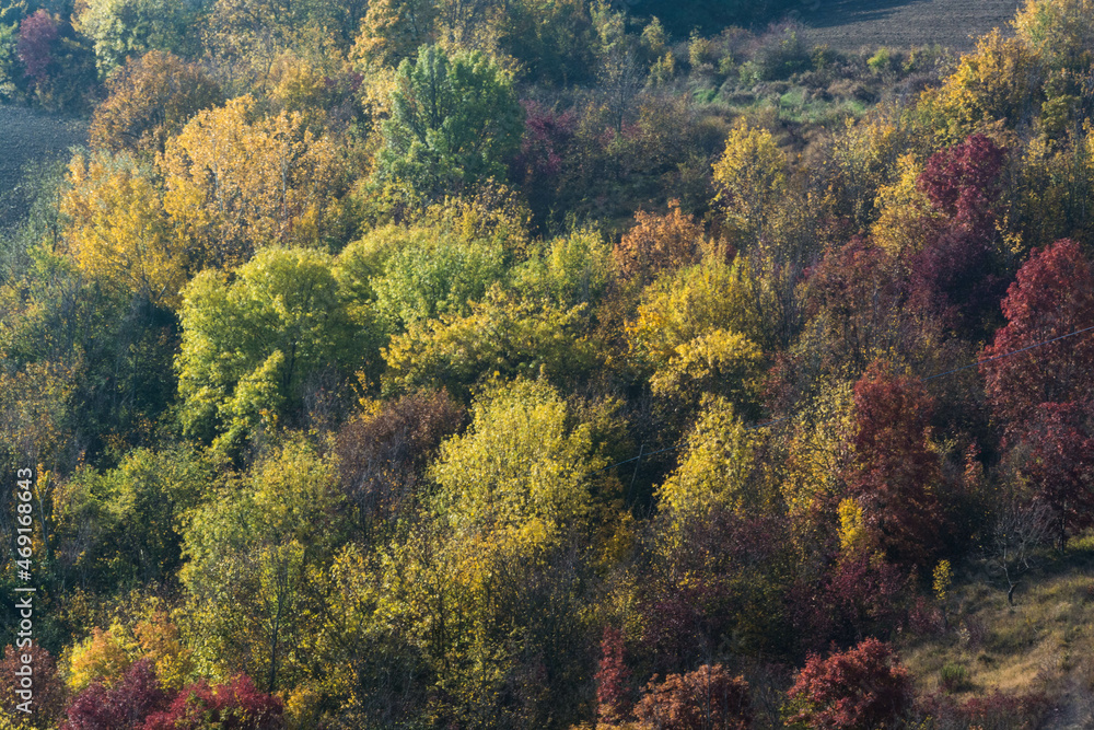 alberi in autunno