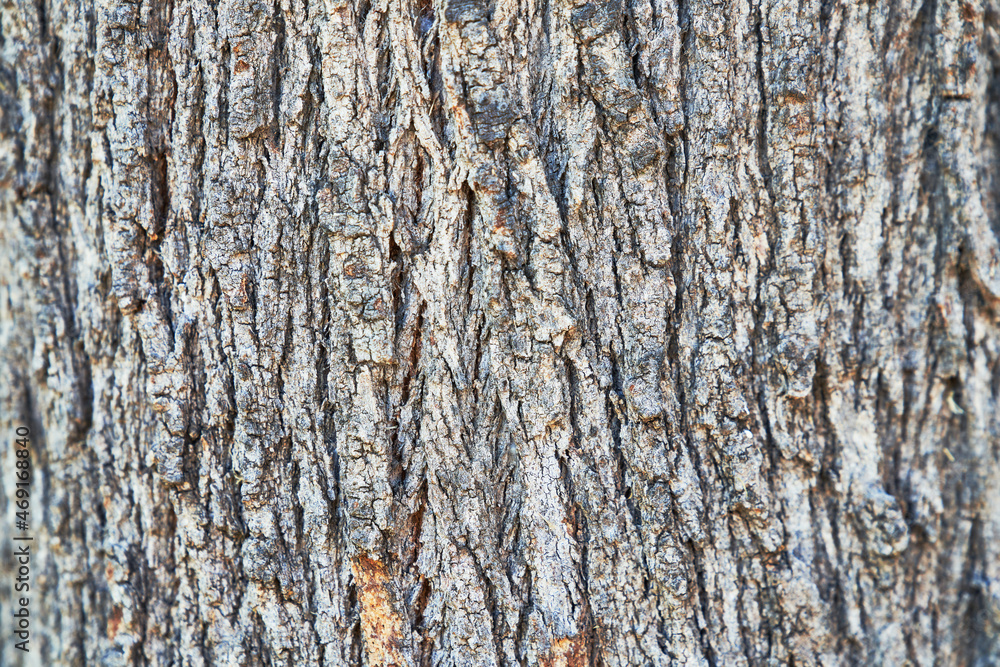 Obraz premium Beautiful tree bark texture image