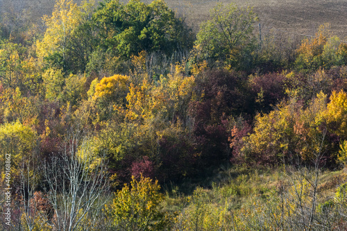 Fototapeta Naklejka Na Ścianę i Meble -  foresta autunnale