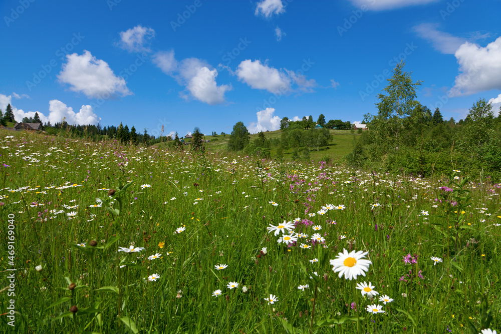 Chamomile mountain meadow on a bright summer day. View of spruce forest and village. Ukraine, Carpathians.