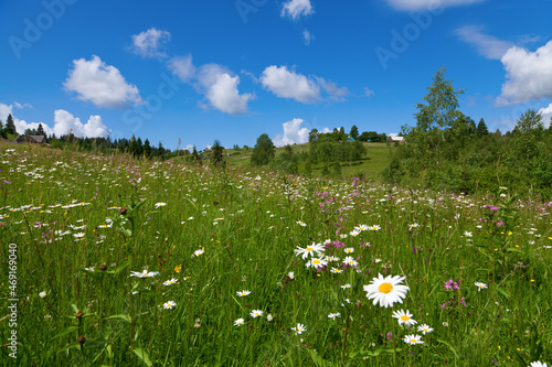 Chamomile mountain meadow on a bright summer day. View of spruce forest and village. Ukraine, Carpathians.