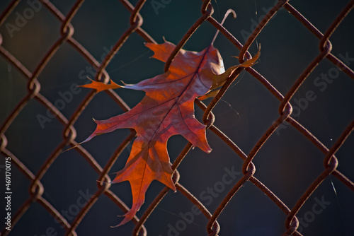 Jesień . Barwny liść dębu zawisły na ogrodzeniu z siatki stalowej. Autumn . A colorful oak leaf hanging on a steel mesh fence. 