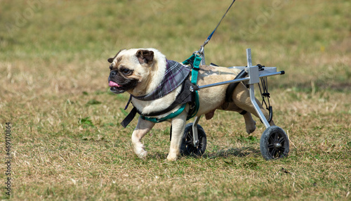 Disabled Pug dog using wheels