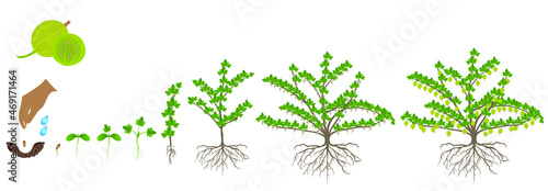 Cycle of growth of gooseberry plant on a white background.